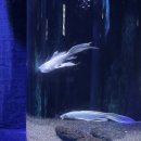 놀부서귀포점 | [제주 가볼만한 곳] 아쿠아플라넷 제주ㅣ수족관·오션 아레나 관람 후기