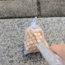 마이카센터 | 차량탈취제 추천 마이카포레로 차에서 편백나무 숲 향 느끼기 — 자동차방향제 고민 끝!