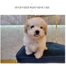 도그마루 강아지고양이 일산점 이미지