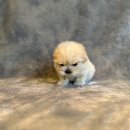 도그마루 강아지 고양이 울산점 이미지