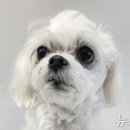 고려동물메디컬센터 이미지