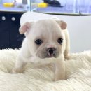 퓨어펫 강아지분양 고양이분양 울산점 이미지