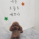 코코애견뷰티샵