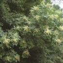 봉황목장 이미지