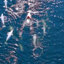 고래스크린 이미지