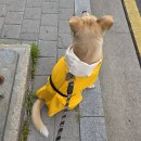 (주)인투모바일 | 동물병원 하루만에 퇴사했습니다 [펫샵 연계 동물병원, 과잉진료, 신종 펫샵, 위장형 펫샵, 분양샵 업체...
