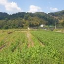 삼용농장 이미지