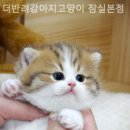 더 반려 강아지분양 고양이분양 잠실본점 네이버블로그