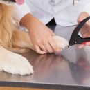 동서울동물병원 이미지