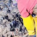 King조개 이미지