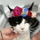 고양이호텔 무냥무냥 김해점 이미지