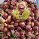 용봉농장 이미지