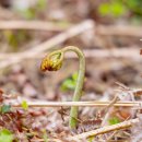 고사리곡 이미지