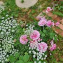 장미정원민박 이미지