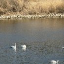백조한의원 | [초봄] 백조/두초생/편평사마귀/퇴사 …