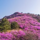 제32회 여수영취산진달래축제 이미지