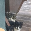 귀빈애견 이미지