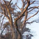 만전당길 이미지