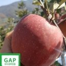 ＜GAP 부사사과와 사과즙＞아삭아삭 달콤 과즙풍부 판매~~ 이미지