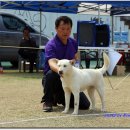 마한애견 이미지