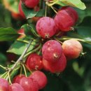 돌고 크랩사과 -Dolgo Crabapple 이미지