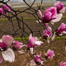자목련 (紫木蓮) (Magnolia liliflora) 이미지