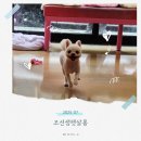 조선생 펫살롱 | 우리 강아지 단골 미용실, 조선생펫살롱 (의정부 민락동)