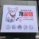 개꿀잼 애견카페 네이버블로그