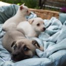 하얀강아지 이미지