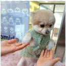 상아 애견미용용품 | 용품 강릉애견미용아카데미 방문후기