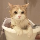 목욕하는 고양이 이미지