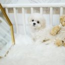 시현펫살롱 이미지