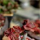 메르디안 이미지