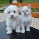 멍멍이와냥이