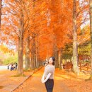 이반성면-3 | 경남단풍 명소 진주수목원 메타세콰이어길 후기