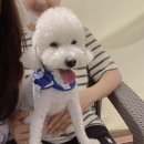 수타사 용담 공중화장실(큰거) | 청주 강아지 동반카페 '도그렐라라운지' 방문후기