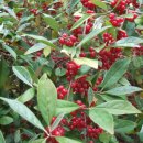 보리수한의원 이미지