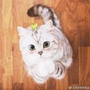 제유 Daum카페