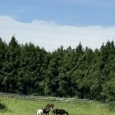 지효목장 이미지