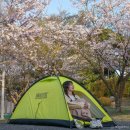 모구리야영장(일출봉영지) | 제주도 벚꽃 명소 캠핑장 모구리야영장 여자 혼자 솔로 캠핑