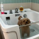 스테이1531 | [강원도 홍천] 애견동반 독채 신상숙소 '숲온스테이' 방문 후기