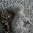 피개행개 이미지