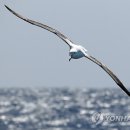 알바트로스 이미지