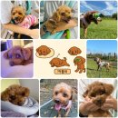 로얄펫 | 까부리 처방식 습식사료 구입기🐩 병원전용 로얄캐닌 로우펫캔 후기