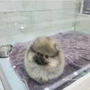 안다켄넬 이미지