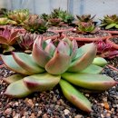 엘도라도 이미지