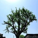 공곡천 | 순창 향교