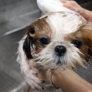 해피댕댕이 이미지