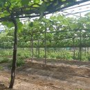 영신농장 이미지