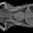오산25시종합동물병원 이미지